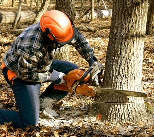 Tree Removal in Auburn, ME